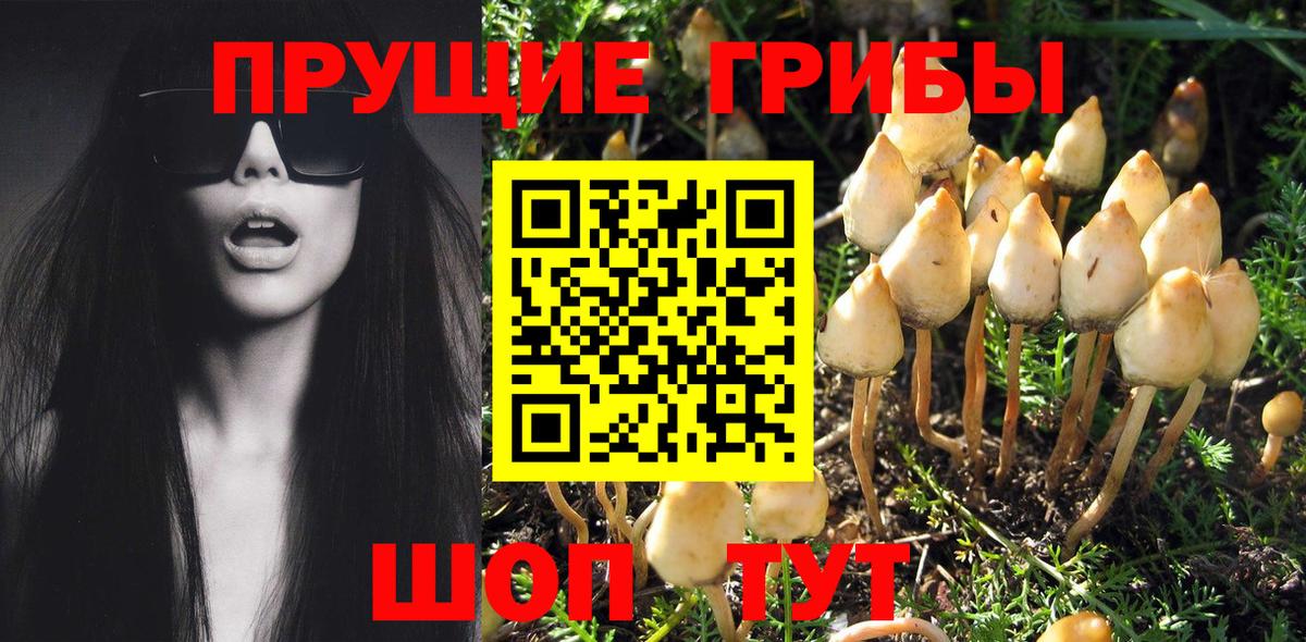 Псилоцибиновые грибы GOLDEN TEACHER  Вход с VPN  Галлюциногенные грибы MAGIC MUSHROOMS  Урюпинск 